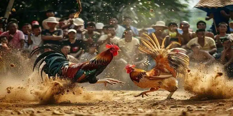 Nguyên nhân khiến cho đá gà Loto4 trở nên nổi tiếng